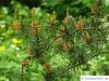 jack pine (Pinus banksiana) young cones