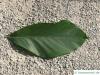 Japanese Beech leaf