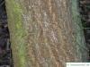 japanese cork tree (Phellodendron japonicum) trunk / bark