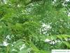 japanese cork tree (Phellodendron japonicum) leaves