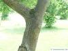 japanese cork tree (Phellodendron japonicum) stem