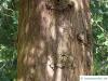 japanese thuja (Thuja standishii) trunk / bark