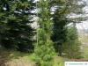 japanese ambrella pine (Sciadopitys verticillata) tree