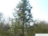 jeffery pine (Pinus jeffreyi) tree