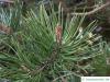 jersey pine (Pinus virginiana) branch