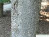 jersey pine (Pinus virginiana) trunk / bark