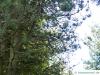 jersey pine (Pinus virginiana) tree