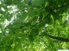 katsura (Cercidiphyllum japonicum) leaves