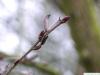 katsura (Cercidiphyllum japonicum) terminal bud