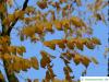 kentucky coffee tree (Gymnocladus dioicus) autumn foliage