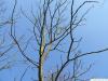 kentucky coffee tree (Gymnocladus dioicus) crown winter 2