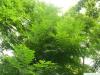 kentucky coffee tree (Gymnocladus dioicus) leaves 2