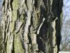 kentucky coffee tree (Gymnocladus dioicus) trunk / bark