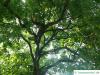 yellowwood (Cladrastis kentukea) tree crown in summer