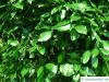 laurel (Laurus nobilis) leaves