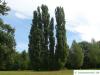 lombardy poplar (Populus nigra 'Italica') trees in summer