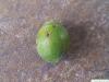 long leaved yellowwood (Podocarpus henkelii) fruit