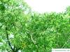 macedonian oak (Quercus macedonicus) crown in summer