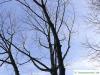 monarch birch (Betula maximowicziana) tree in winter