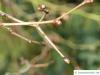 mongolian lime (Tilia mongolica) buds