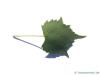 mongolian lime (Tilia mongolica) leaf underside
