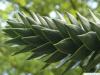 monkey tail tree (Araucaria araucana) needle