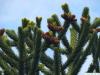 monkey tail tree (Araucaria araucana) flower / cones