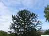 monkey tail tree (Araucaria araucana) tree