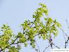 montpellier maple (Acer monspessulanum) flowers