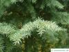 mountain pine (Tsuga mertensiana) branches