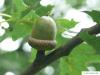 northern red oak (Quercus rubra) flower