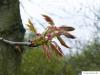 northern red oak (Quercus rubra) budding