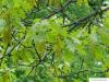 northern red oak (Quercus rubra) flower