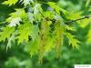 northern red oak (Quercus rubra) flower