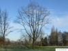 northern red oak (Quercus rubra) tree