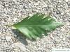 oak leaved beech (Fagus sylvatica 'Quercifolia') leaf