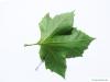 oriental plane tree (Platanus orientalis) leaf underside