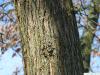 osage orange (Maclura pomifera) trunk / bark