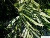 common osier (Salix viminalis) leaves