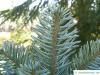 pacific silver fir (Abies amabilis) needles