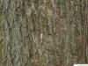 pagoda tree (Styphnolobium japonicum) trunk / bark