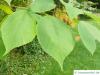 paper mulberry (Broussonetia papyrifera) egg-shaped leaves