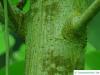 paper mulberry (Broussonetia papyrifera) trunk / bark