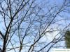 paperbark maple (Acer griseum) tree crown in winter