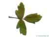 paperbark maple (Acer griseum) leaf