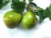 pear (Pyrus communis) pear / fruit