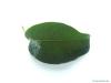 pear (Pyrus communis) the pear leaf