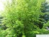 persian ironwood (Parrotia persica) treetop in summer