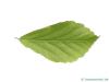 persian ironwood (Parrotia persica) leaf underside