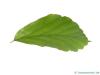 persian ironwood (Parrotia persica) leaf